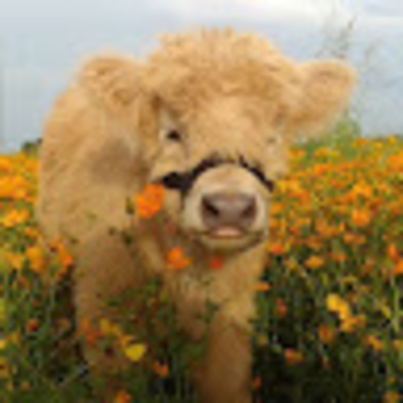 Meet your Posher, Froggysmiles - Picture 1 of 1